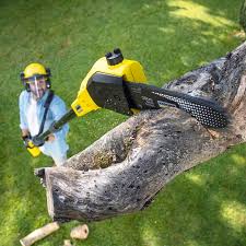Best Hazardous Tree Removal  in South Floral Park, NY