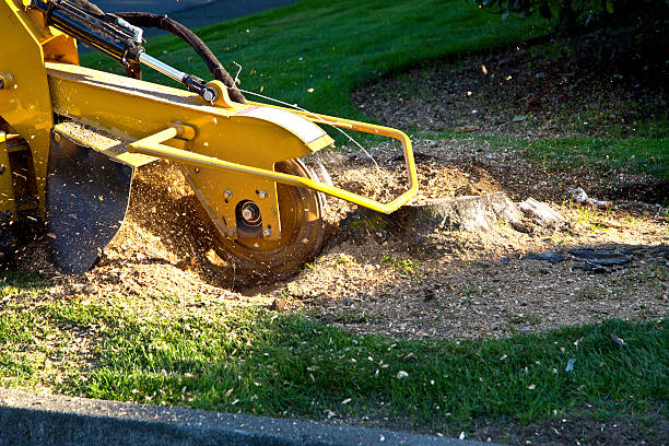 Best Weed Control  in South Floral Park, NY